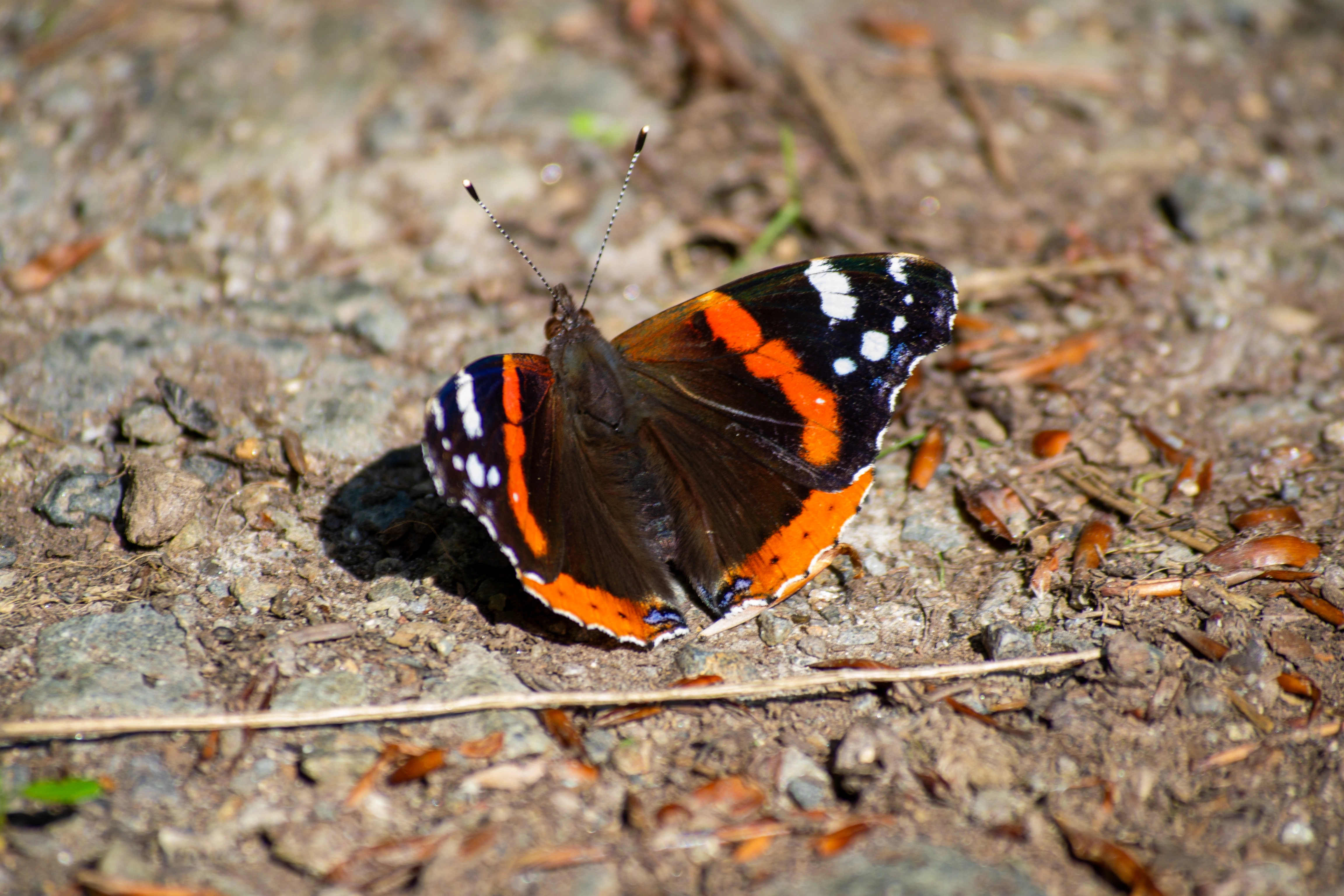 Photo papillon