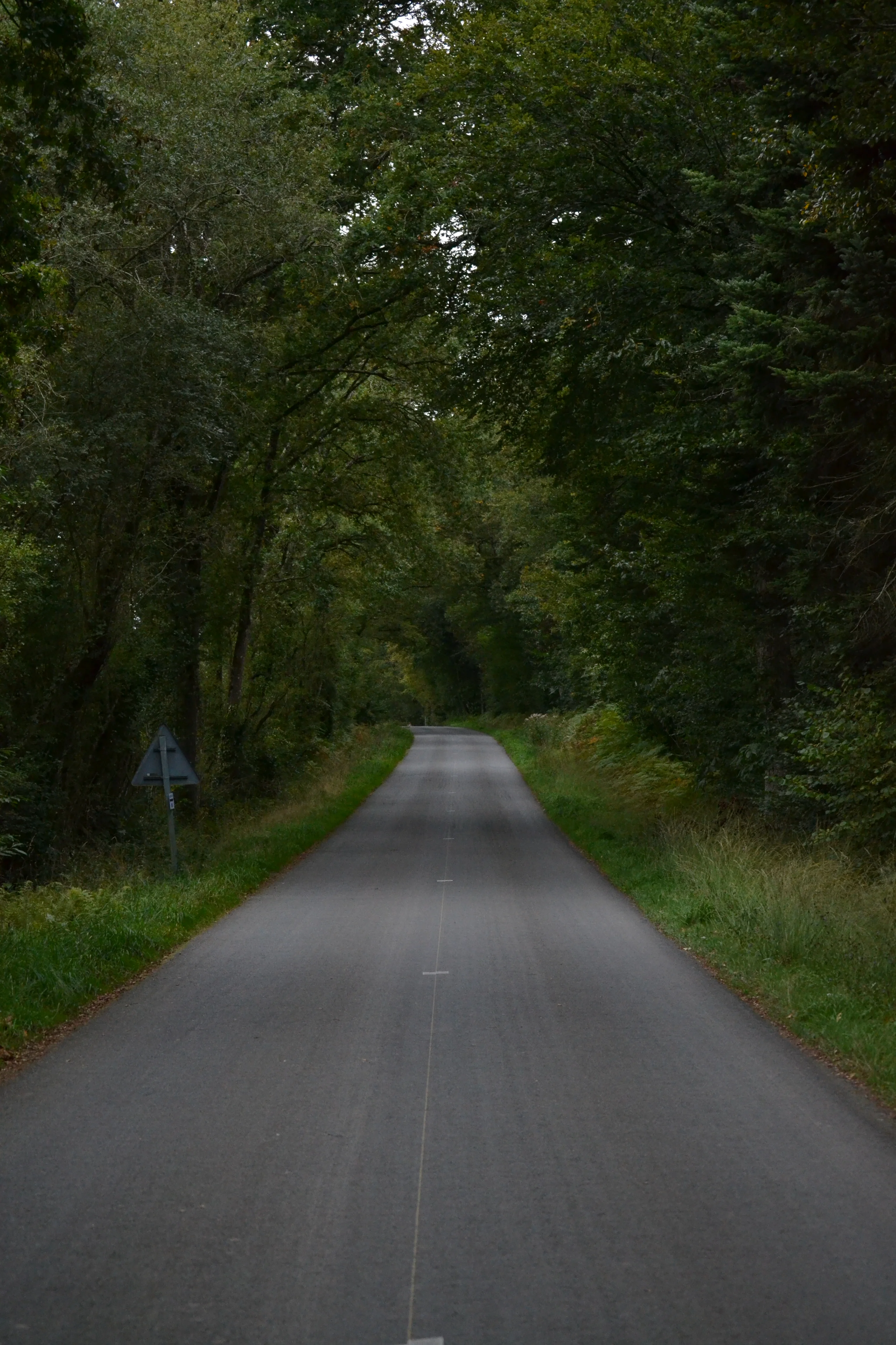 Photo route forêt